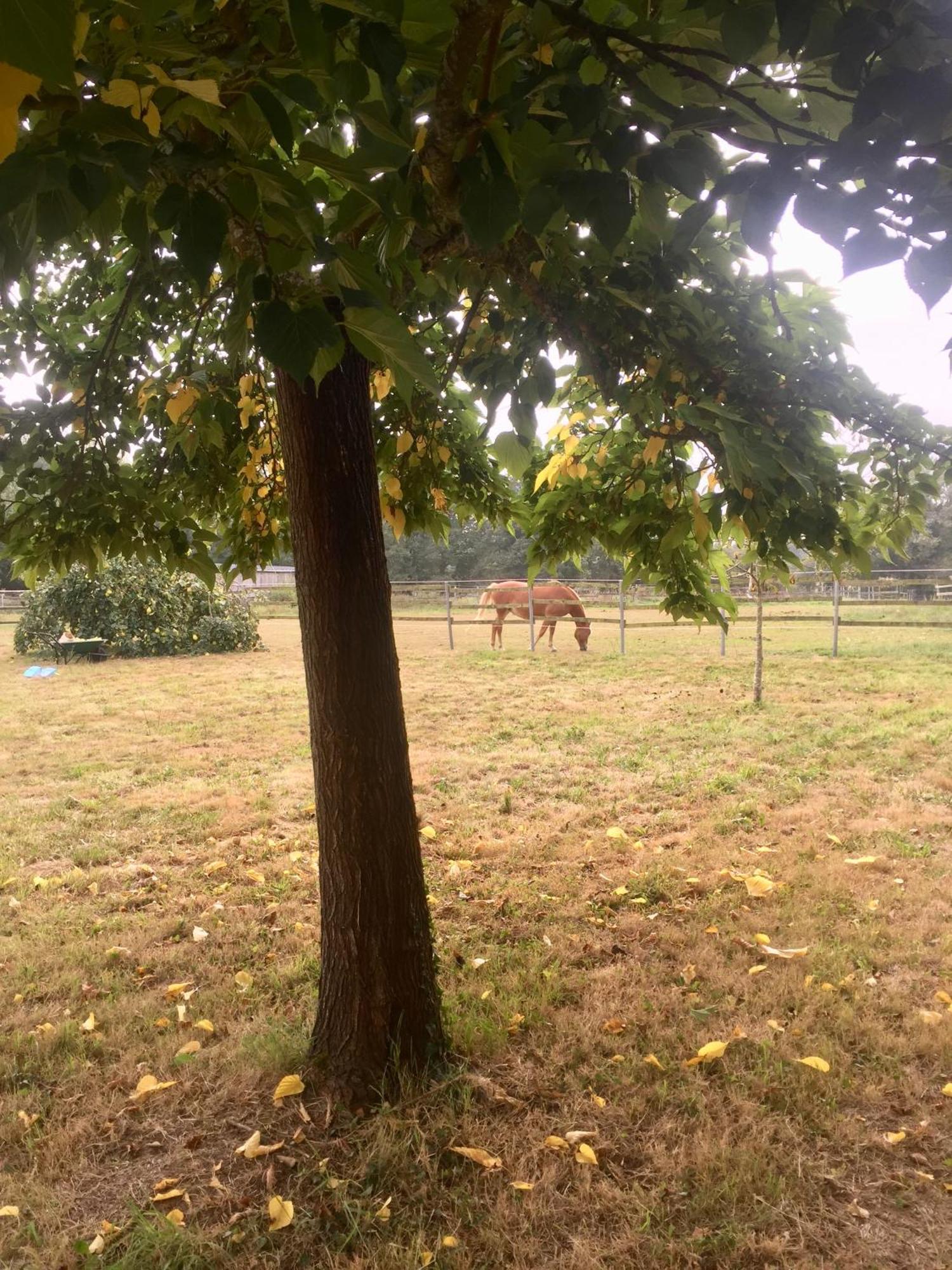 La Brionniere Villa Aizenay Dış mekan fotoğraf